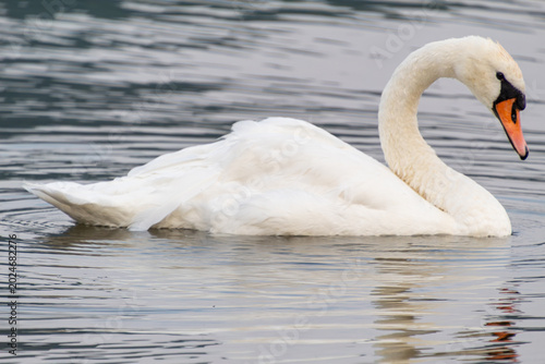 Schilderij op canvas A detailed side view of a graceful white mute swan swimming on calm water, highlighting its curved neck and vibrant orange bill under soft light