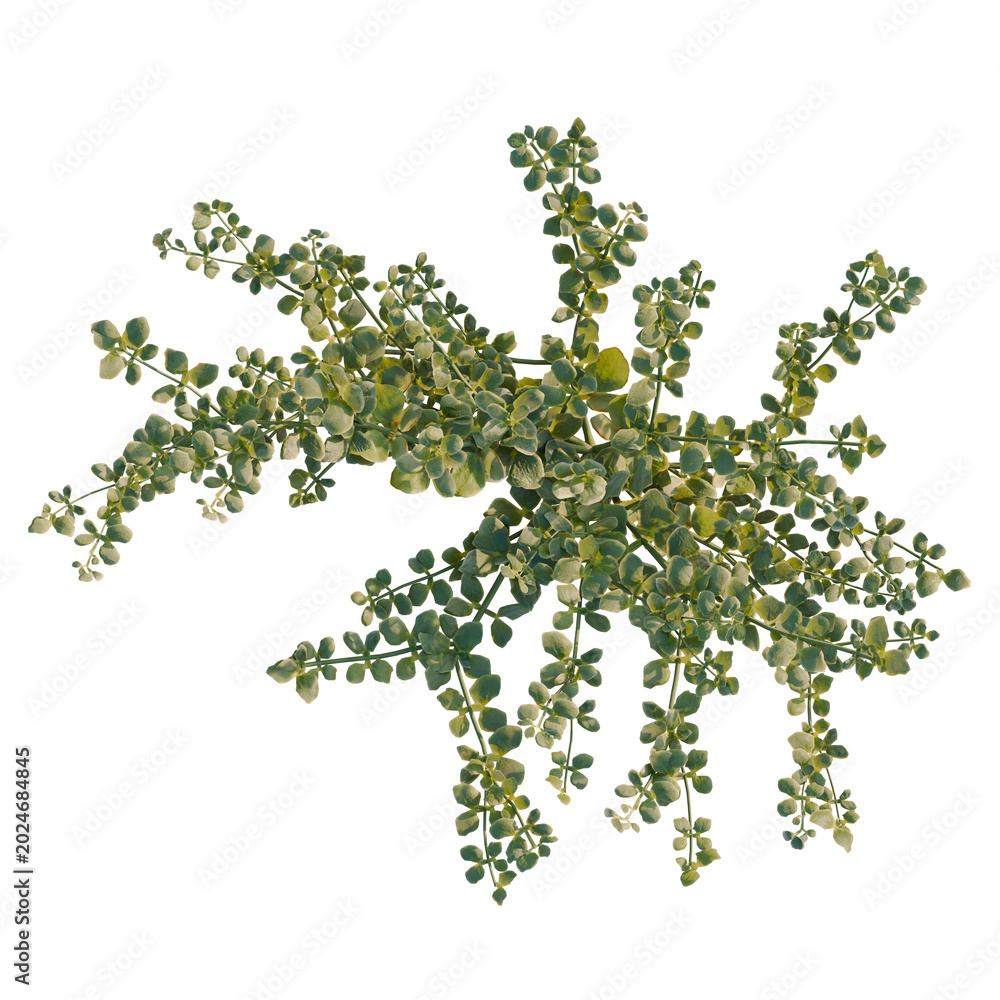 Fototapeta premium Zygophyllum fabago tree plan, top view, cutout, transparent background, isolate, Delicate green foliage branch on a simple background - natural beauty and freshness.