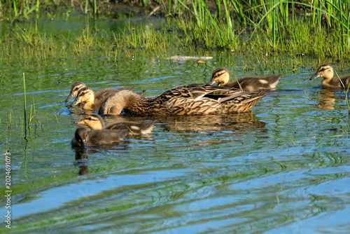 Wild duck swimming with ducklings on a calm freshwater lake