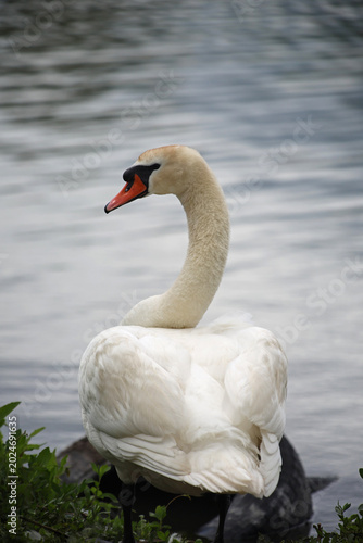 A white swan on the lake 