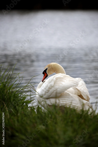 A white swan on the lake 