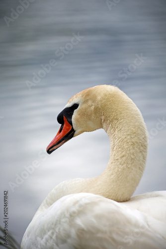 A white swan on the lake 