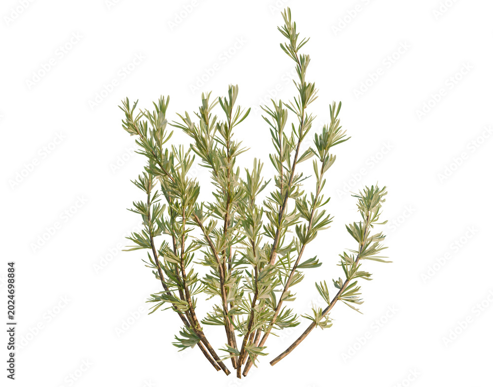 Fototapeta premium Caragana stenophylla tree, elevation, front view, cutout, transparent background, isolate, Branch of Rosemary, Fresh Herb Sprig, Culinary Ingredient, Natural Food, Seasoning