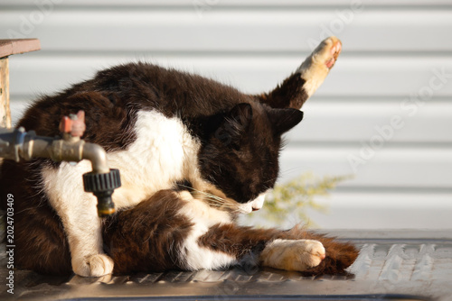 Black and white cat grooming outdoors in warm evening sunlight, relaxed domestic feline behavior in backyard