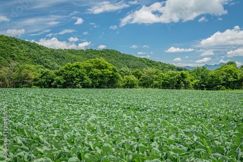 群馬・嬬恋村のキャベツ畑と青空広がる夏の高原風景