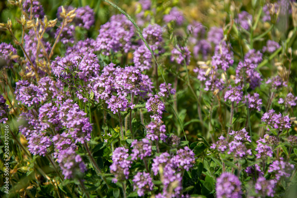 Fototapeta premium Wild thyme (Thymus serpyllum) aromatic herb flowers