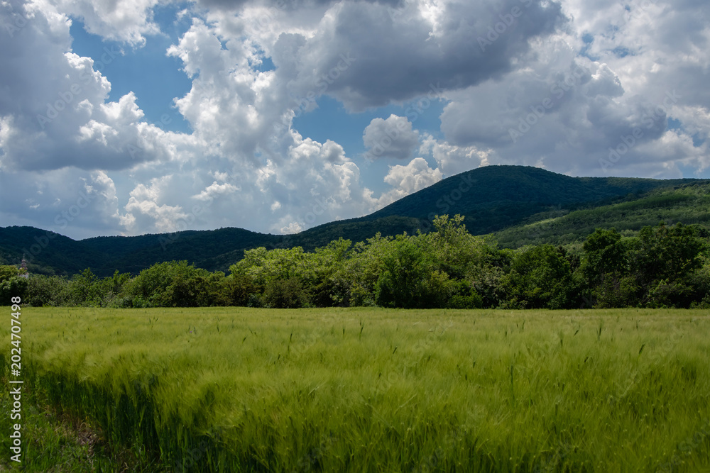 Fototapeta premium Field landscape with mountains in the back