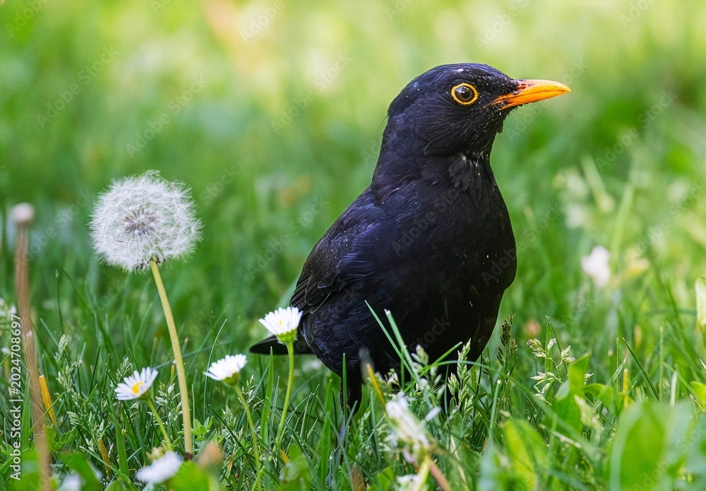 Fototapeta premium Common blackbird standing on green grass with dandelions