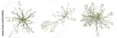 Conyza canadensis tree plan, top view, cutout, transparent background, isolate, Delicate sprig of baby's breath flowers, close-up, floral, natural, botanical, spring, studio shot