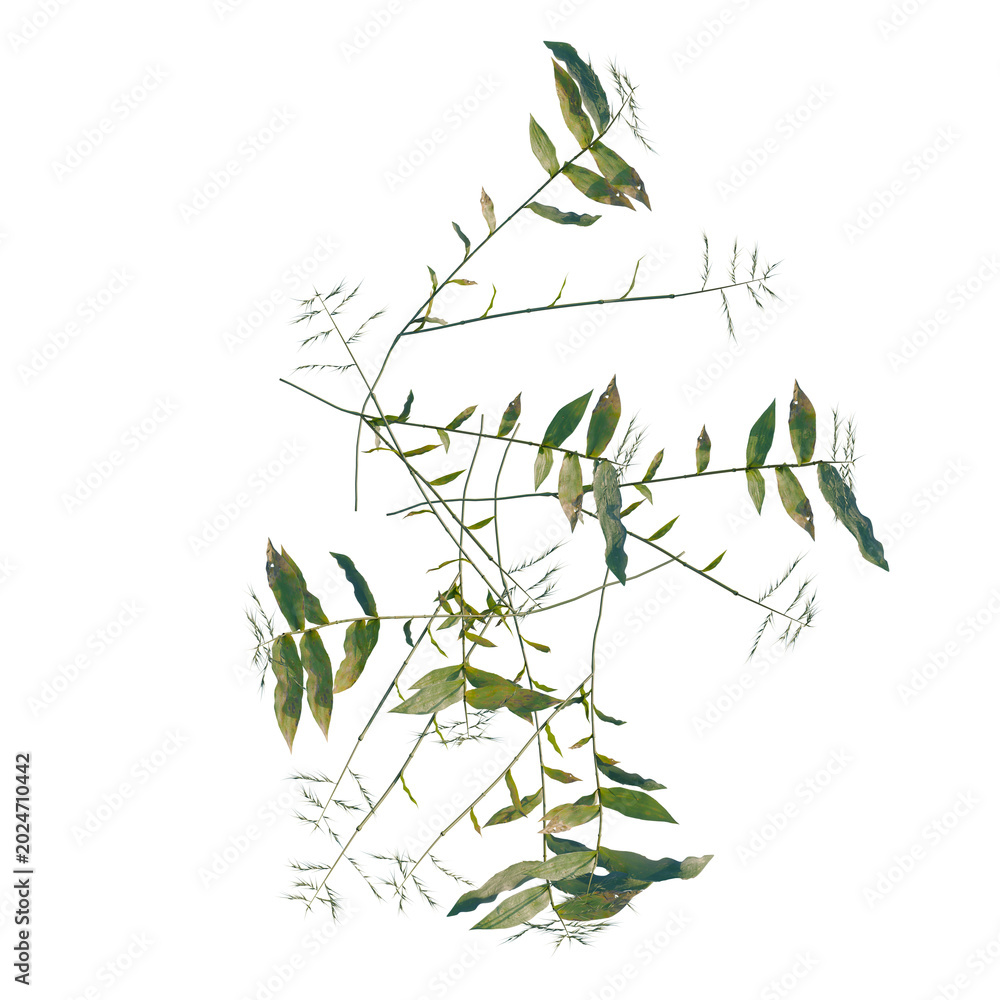 Obraz premium Oplismenus compositus tree plan, top view, cutout, transparent background, isolate, Delicate fern fronds with intricate details, perfect for nature-inspired designs and backgrounds.