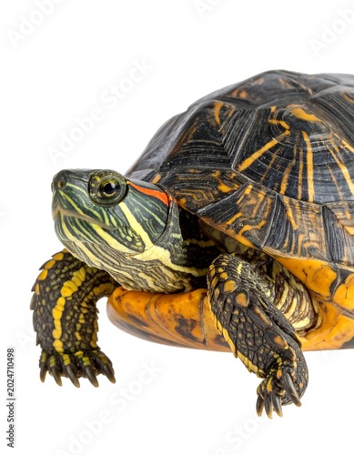 Detailed view of a red-eared slider turtle's head