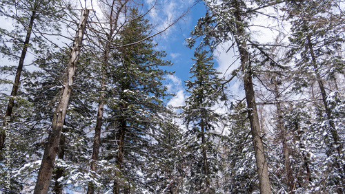 Photos Changbai Mountain primeval forest