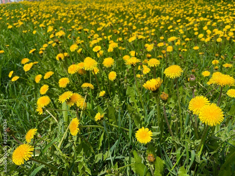 Obraz premium Dandelion flowers blooming in a vibrant green meadow in spring