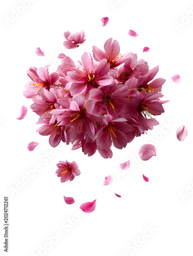 Beautiful pink cherry blossoms floating in the air with falling petals on transparent background