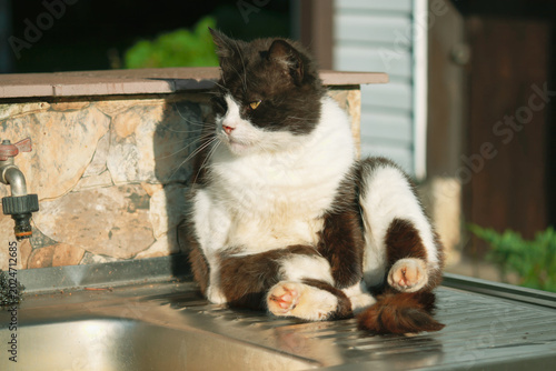 Black and white domestic cat relaxing outdoors in warm sunlight, relaxed pet behavior in backyard setting
