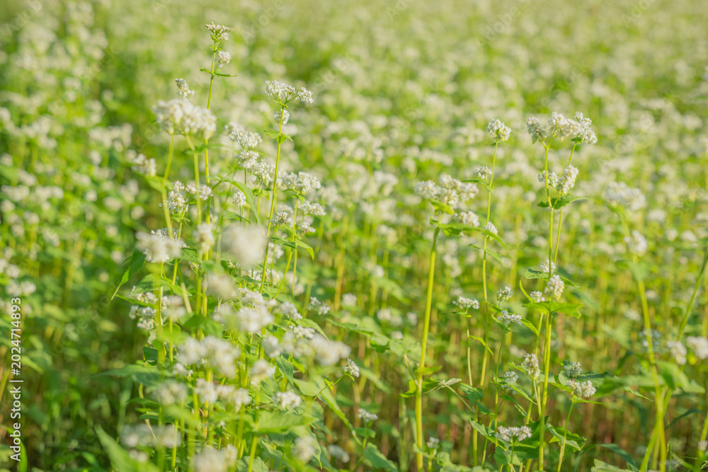 Obraz premium 南会津に広がる白いそばの花畑と柔らかな光の初秋景色（福島県）