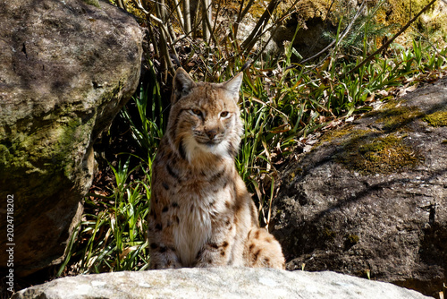 Eurasian lynx cat sitting in rocky forest habitat