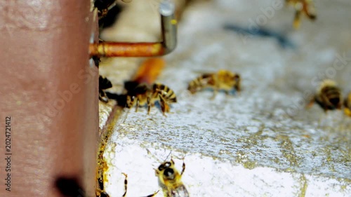Honey Bees at Beehive Entrance Close Up Close-up view of honey bees at the entrance of a beehive in an apiary. The image shows bees gathering and moving on the hive surface, representing beekeeping