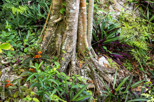 Foto a wild and colorful untouched nature forest in the dudu park at the dominican re