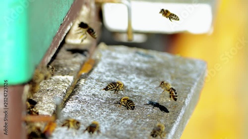 Honey Bees at Beehive Entrance Close Up Close-up view of honey bees at the entrance of a beehive in an apiary. The image shows bees gathering and moving on the hive surface, representing beekeeping