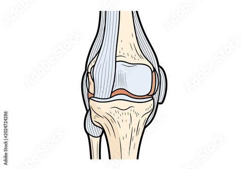 Fotografie Anatomical illustration of a human knee joint with bones and tendons
