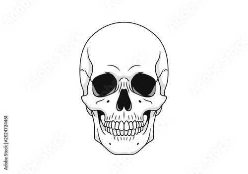 Obraz na plátně A detailed illustration of a human skull showcasing its bony structure and facia