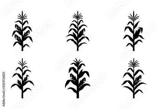 Bild auf Leinwand Six Black Silhouette Corn Stalk Icons, Agricultural Plant Vector Graphics, Organ