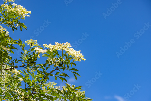 Looking up at pretty elderflowers against a blue sky
