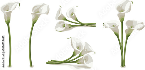Fotografía Elegant white calla lily flower vector illustration set with separate single stems bouquets and horizontal lying blossoms