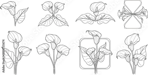 Calla lily flower line art vector illustration collection featuring botanical sketches bouquets frames and isolated outline elements.