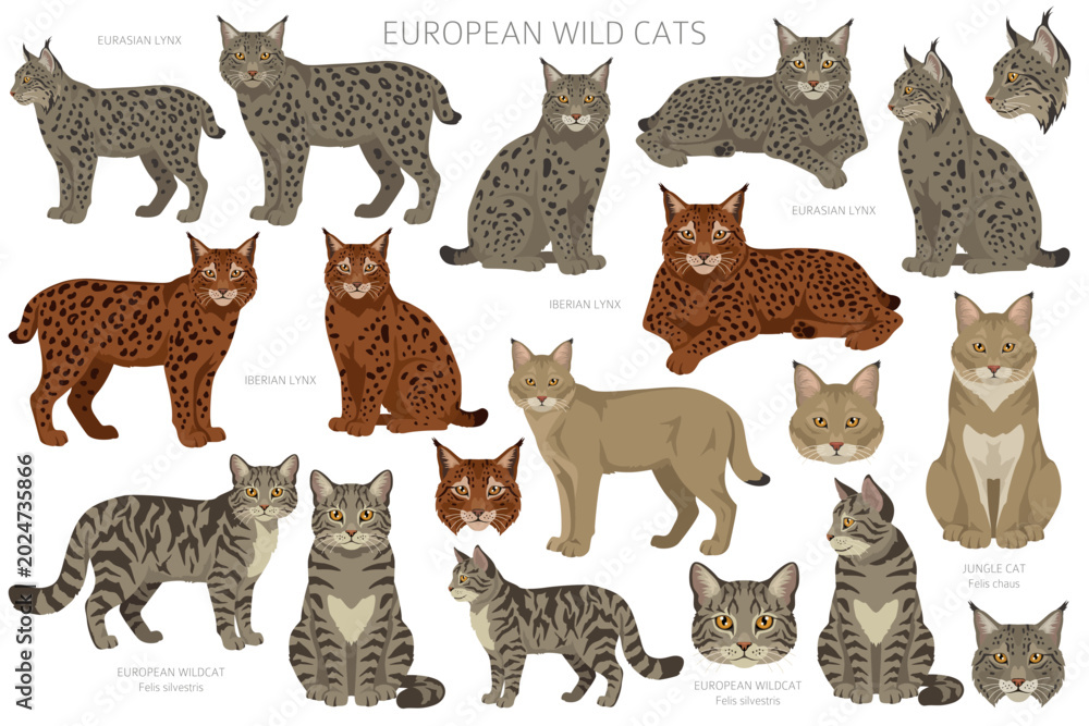 Fototapeta premium European wild cats. Eurasian lynx, Iberian lynx, jungle cat and european wildcat clip arts. All coat colors set. Vector illustration