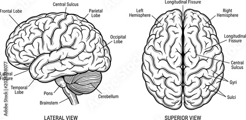 Bild auf Leinwand Human Brain Anatomy Diagram with Labeled Cerebral Lobes, Hemispheres and Medical