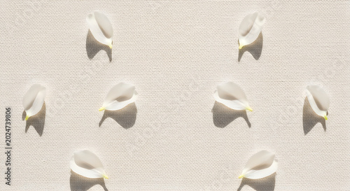 Soft cream canvas texture with delicate white flower petals scattered horizontally