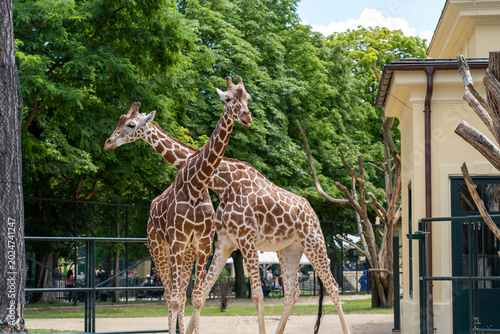 Canvas Print Vienna, Austria – February 2021: Two reticulated giraffes standing together in e