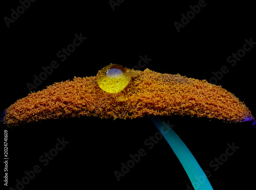 Foto Macro of water drop on flower anther with pollen, close up on black background