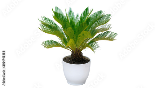 Schilderij op canvas Isolated beautiful vibrant green sago palm plant in a white pot, healthy housepl