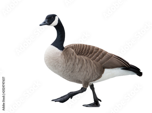 Bilde på lerret Isolated Canada goose walking side view with distinctive white chin strap and bl