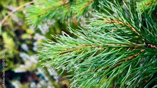 Pine branch, rain macro, water drops, summer forest