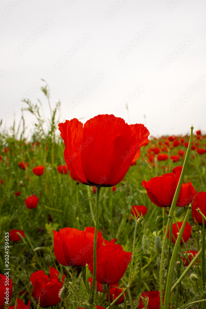 Fototapeta premium Beautiful red poppy in a poppy field. Blooming spring