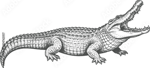 Fotografie Vintage Crocodile Alligator Engraving Illustration Isolated on White
