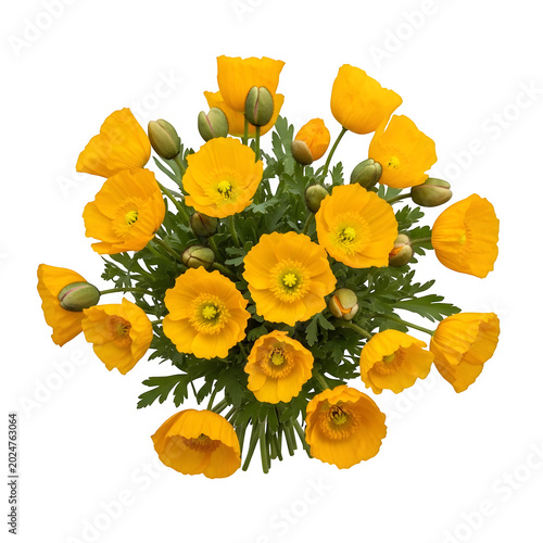 Beautiful bouquet of bright yellow poppy flowers with green leaves viewed from above in top view isolated on transparent background