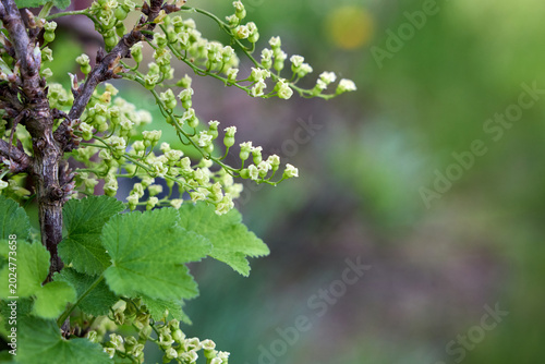 Billede på lærred Deciduous shrub Ribes rubrum displays palmate leaves and pendulous racemes with small greenish flowers