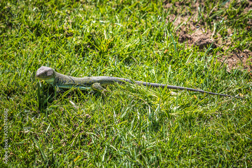 lizard on the grass