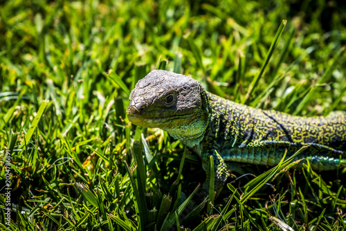 lizard on the grass