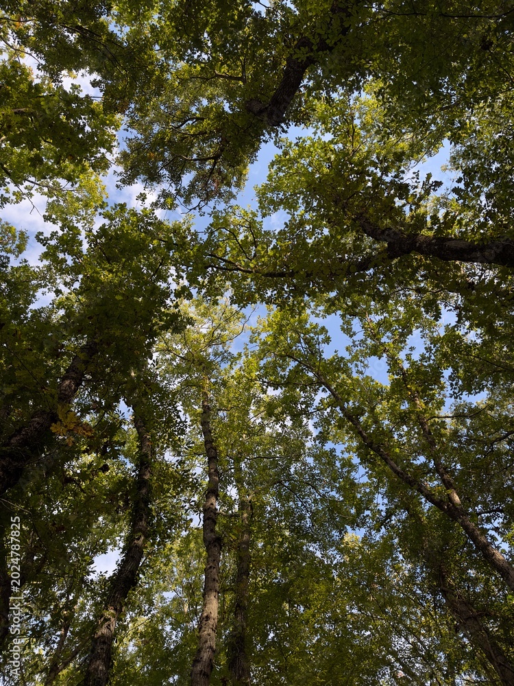 Fototapeta premium trees and blue sky