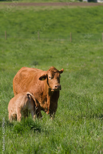 A calf and a cow are grazing in a field