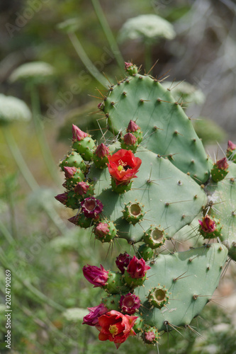 A blooming cactus on the island of Mallorca