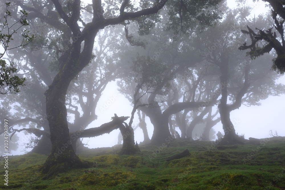 Fototapeta premium Madeira Portugal Lorbeerwald Nebelwald Feenwald