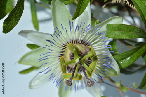 Beautiful passionflower flower with white petals close-up on a white background