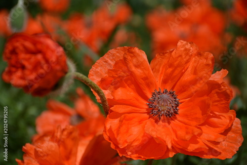 A beautiful large poppy flower close-up on a summer field